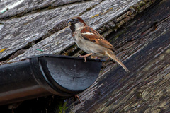 Passer domesticus