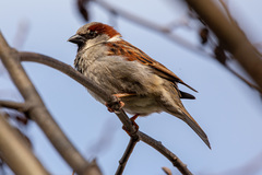 Passer domesticus