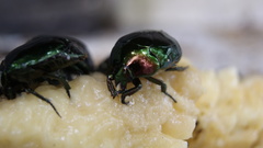 Lagochile emarginata