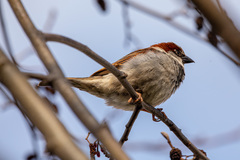 Passer domesticus