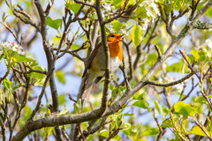 Erithacus rubecula