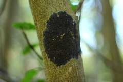 Terana