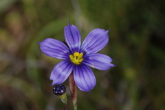 Sisyrinchium chilense