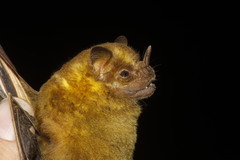 Artibeus jamaicensis yucatanicus