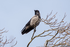 Corvus cornix