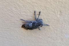 Mesosa nebulosa