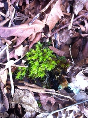 Vinealobryum vineale