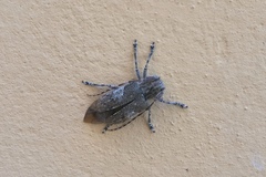 Mesosa nebulosa