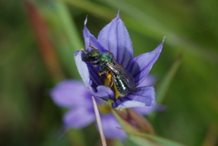 Caenohalictus