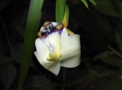 Trimezia gracilis