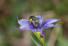 Caenohalictus