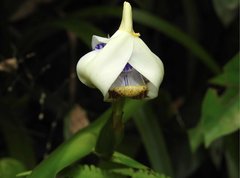 Trimezia gracilis
