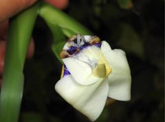 Trimezia gracilis