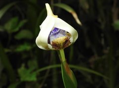 Trimezia gracilis