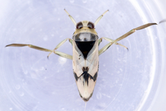 Notonecta undulata