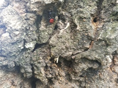 Clitellaria ephippium