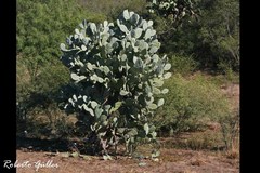 Opuntia quimilo