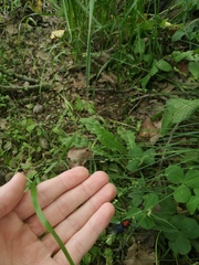 Clitellaria ephippium