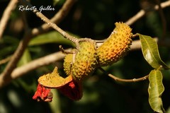 Tabernaemontana catharinensis