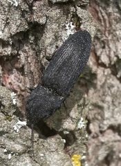 Lacon punctatus