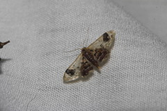 Idaea asceta