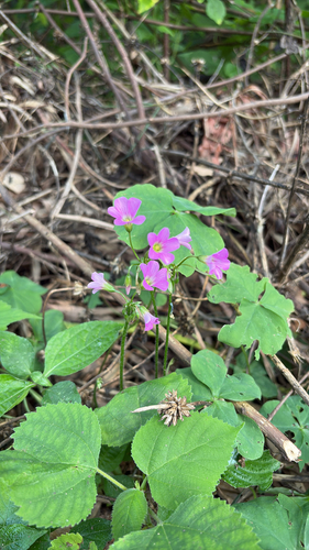 Largeflower pink-sorrel