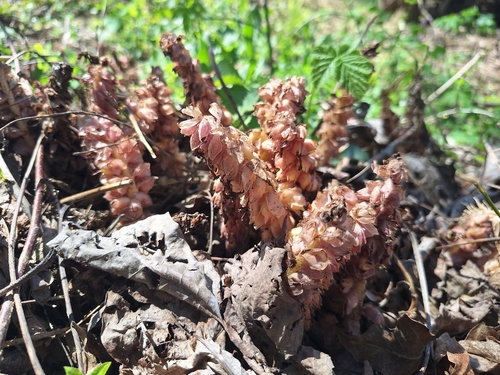 Common Toothwort