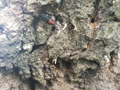 Clitellaria ephippium