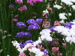 Danaus plexippus
