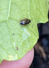 Microtheca ochroloma