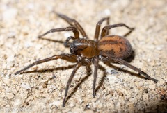 Callobius bennetti