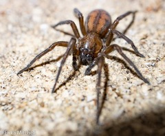 Callobius bennetti