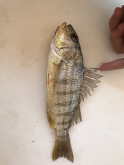 Conodon nobilis