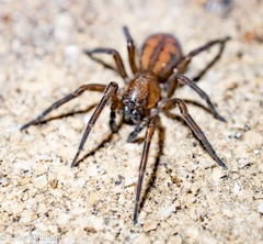 Callobius bennetti