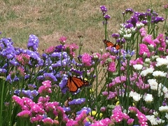 Danaus plexippus