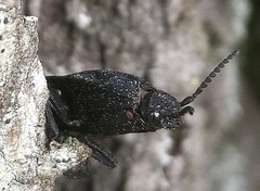 Lacon punctatus