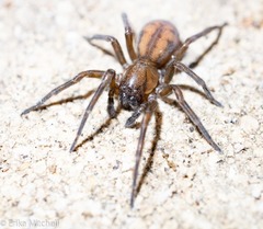 Callobius bennetti