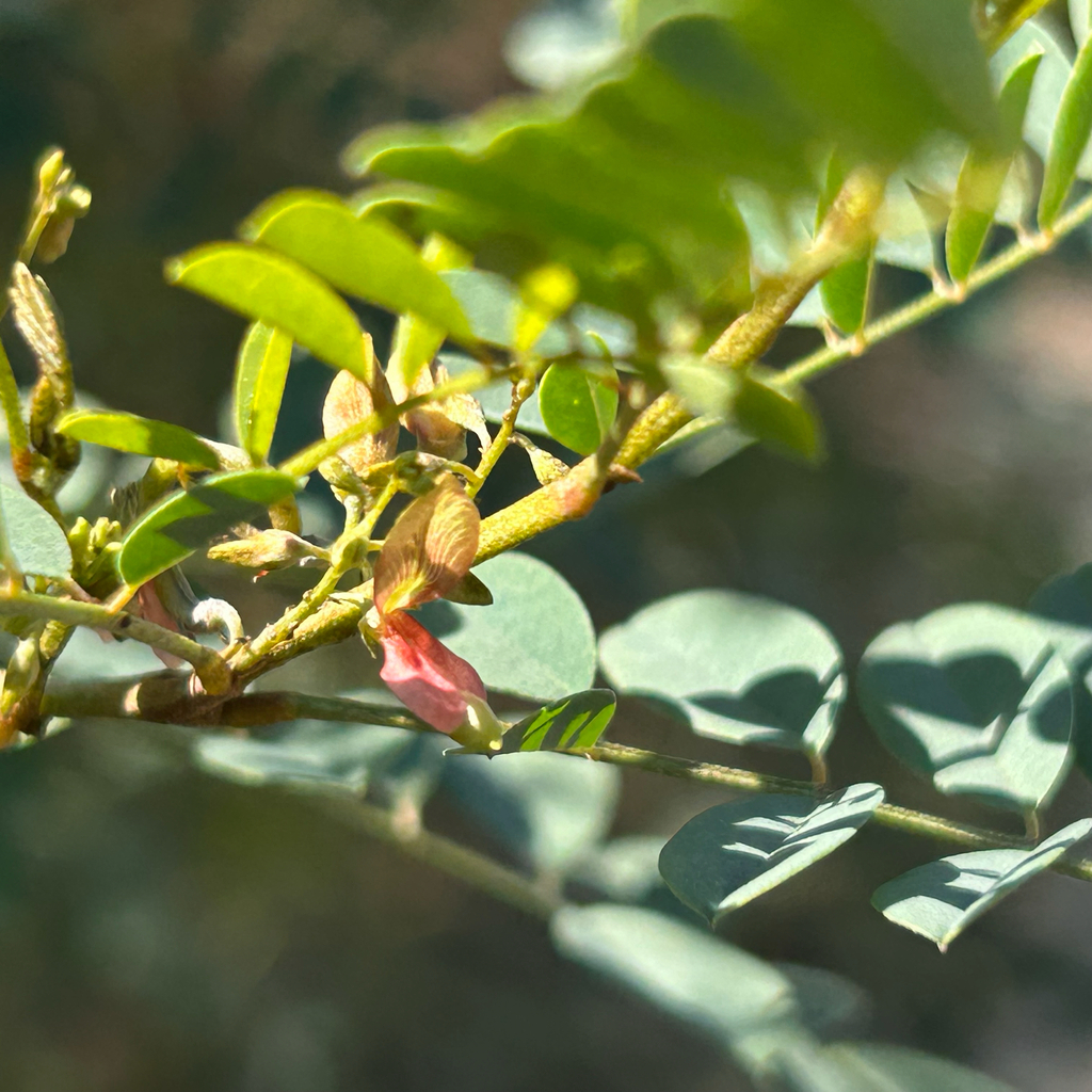 Indigofera tinctoria; photograph author not stated, no rights reserved