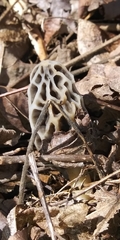 Morchella diminutiva