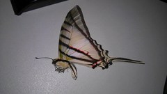 Protesilaus protesilaus