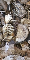 Morchella diminutiva