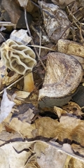 Morchella diminutiva