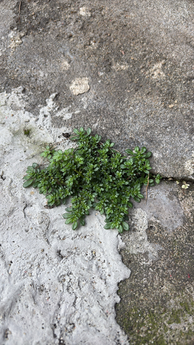 Artillery Plant