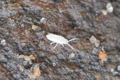 Pseudosinella rolfsi