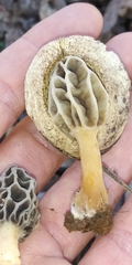 Morchella diminutiva