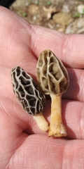 Morchella diminutiva