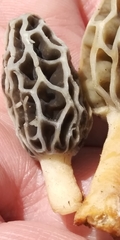 Morchella diminutiva
