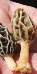 Morchella diminutiva