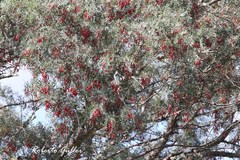 Schinopsis lorentzii