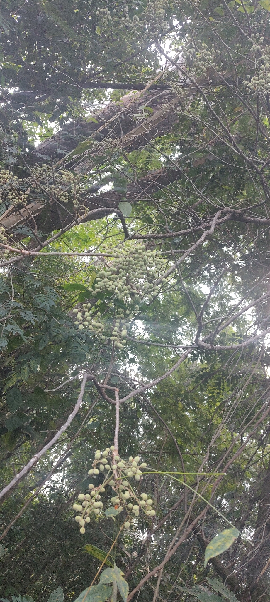 Imagem de Trichilia hirta